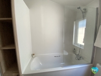 Sweet Bay Laurel 12