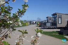 Cherry Laurel 17
