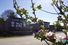 Cherry Laurel 3